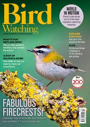 bird watching magazine